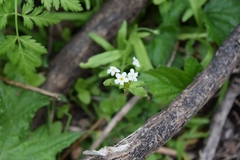 Plagiobothrys chorisianus chorisianus