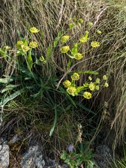 Bupleurum stellatum, photograph (c) Mike Noren, some rights reserved (CC BY-SA)