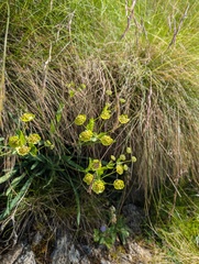 Bupleurum stellatum, photograph (c) Mike Noren, some rights reserved (CC BY-SA)