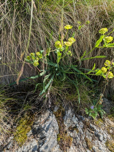 Bupleurum stellatum, photograph 6
