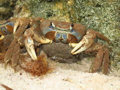 Tuerkayana celeste