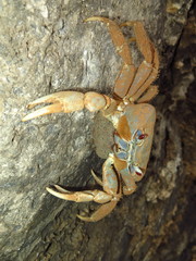 Tuerkayana celeste