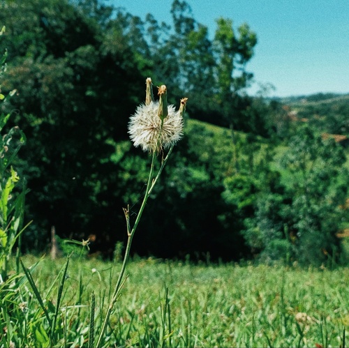Hypochaeris chillensis, photograph 4