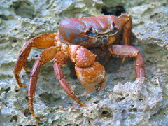Tuerkayana celeste
