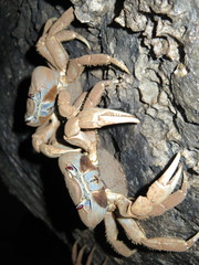 Tuerkayana celeste