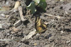 Papilio ornythion ornythion