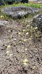 Streptanthus diversifolius