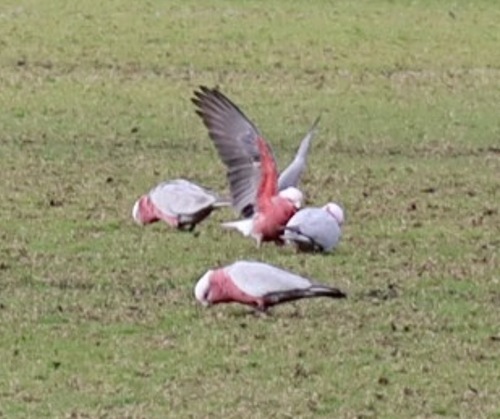 Galah