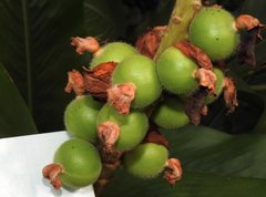 Alpinia hainanensis
