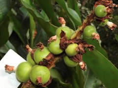 Alpinia hainanensis