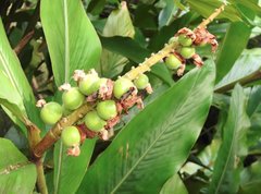 Alpinia hainanensis