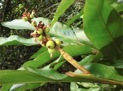 Alpinia hainanensis