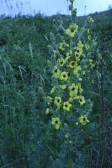 Verbascum damascenum