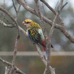 Platycercus eximius x adscitus