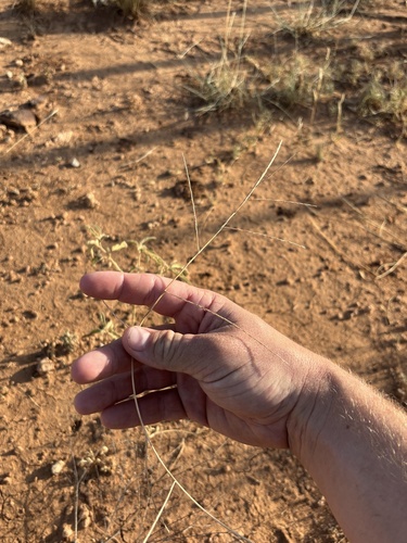 Muhlenbergia paniculata observed 2026-07-22