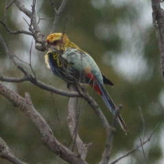 Platycercus eximius x adscitus