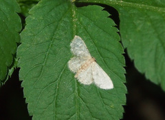 Idaea ptyonopoda