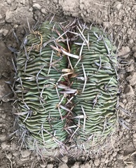Echinofossulocactus pentacanthus