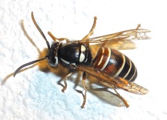 Vespula intermedia