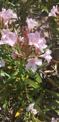 Nerium oleander