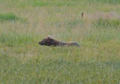 Ursus arctos middendorffi