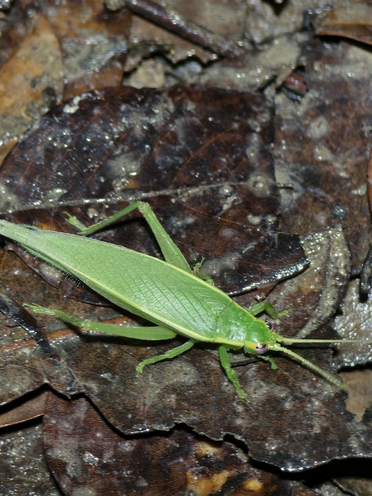 Furcitrella