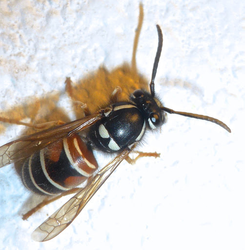 Northern Red-banded Yellowjacket
