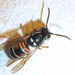 東北黃胡蜂 - Photo 由 Masumi Palhof 所上傳的 (c) Masumi Palhof，保留部份權利CC BY-NC