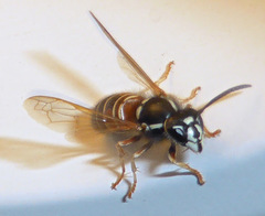 Vespula intermedia