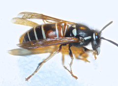 Vespula intermedia