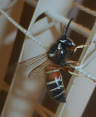 Vespula intermedia
