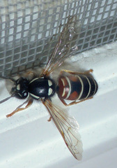Vespula intermedia
