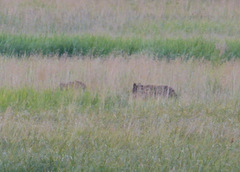 Ursus arctos middendorffi