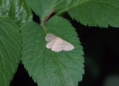 Idaea ptyonopoda