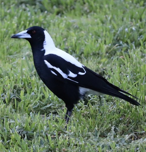 Australian Magpie