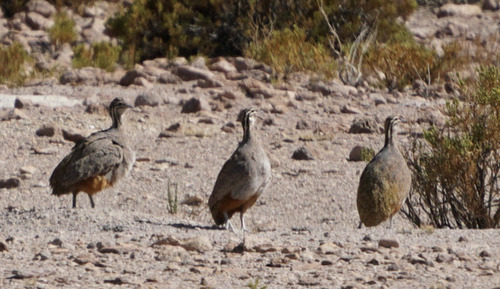 Puna Tinamou (Tinamotis pentlandii), photo 5