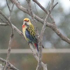 Platycercus eximius x adscitus