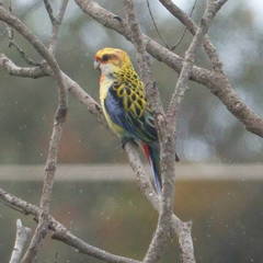 Platycercus eximius x adscitus