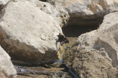 Codatractus bryaxis