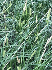 Carex pellita