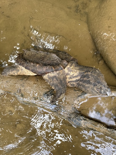 Alligator Snapping Turtle observed by scf75