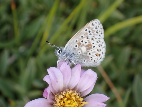 iNaturalist observation photo of Sierra Blue