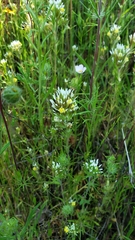 Castilleja attenuata