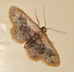 Idaea gemmata