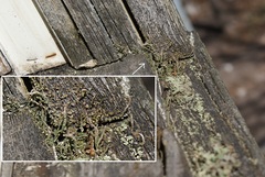 Cladonia