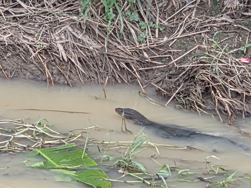 Indomalayan Water Monitor