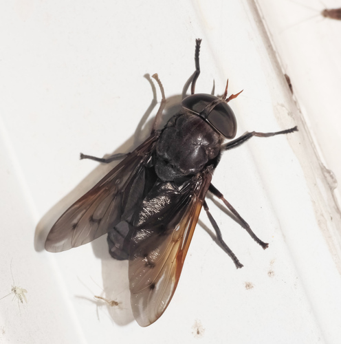 Tabanus proximus photo 2