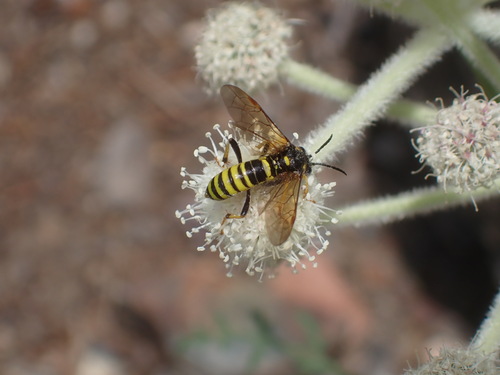 iNaturalist observation photo of Bees and Apoid Wasps