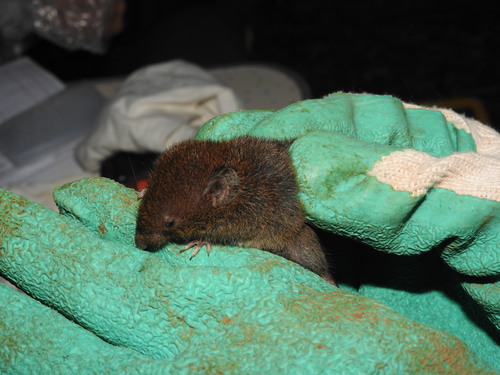 Blackish Grass Mouse