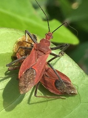 Cutocoris russatus
